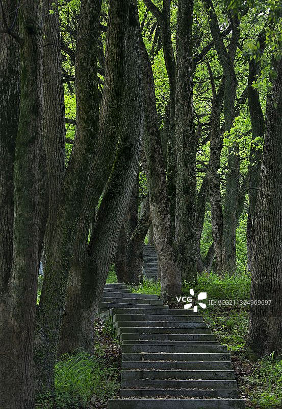 林间步道图片素材