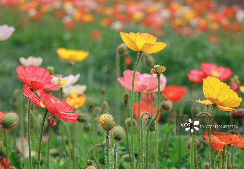 英山四季花海虞美人图片素材