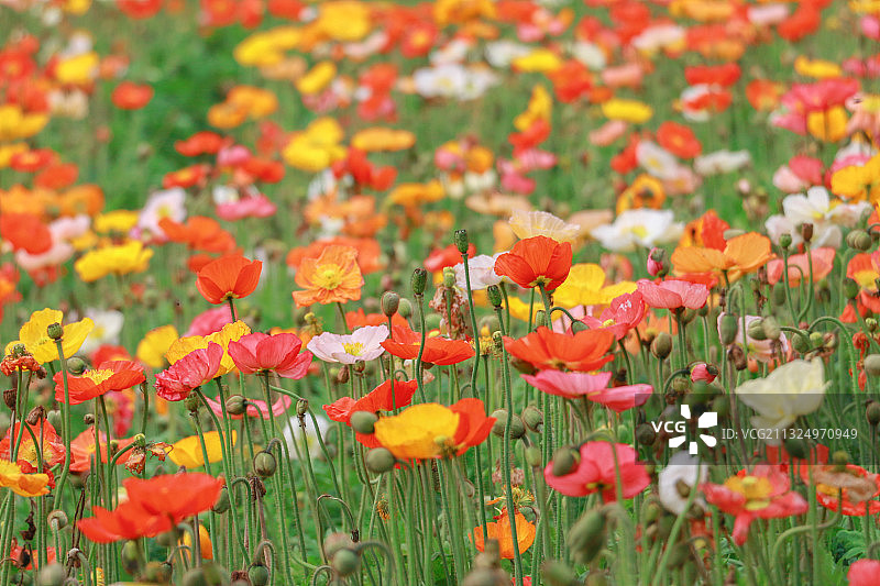 英山四季花海虞美人图片素材