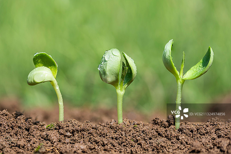 大豆嫩芽特写图片素材