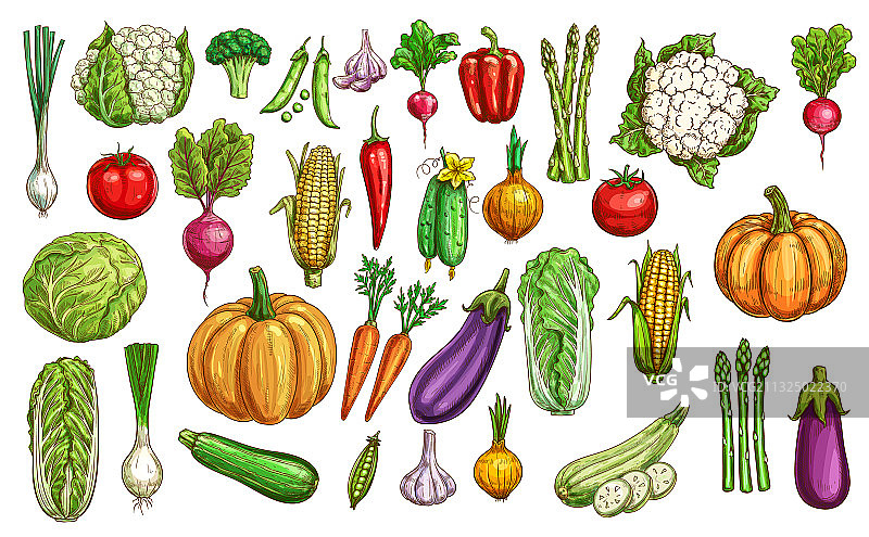 农场蔬菜和绿色植物彩色草图图片素材