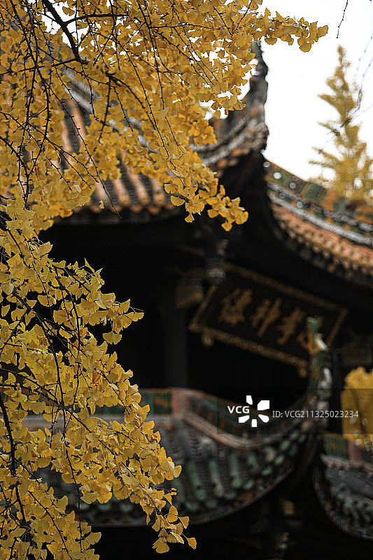 成都青羊宫秋色银杏图片素材