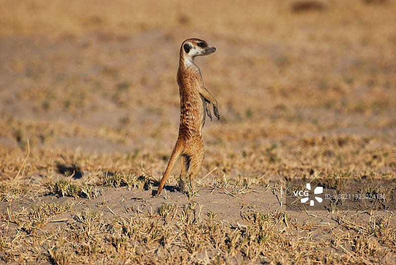 行走在田野上的猫鼬侧面照图片素材