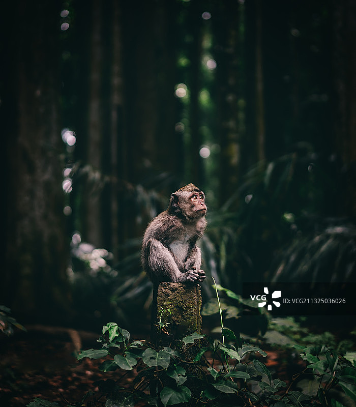 印度尼西亚巴厘岛森林里的小猴子图片素材