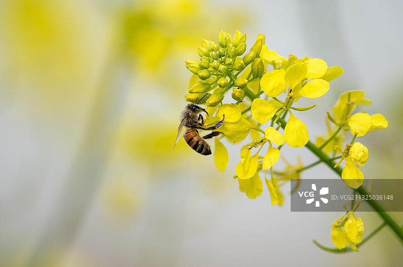 蜜蜂在黄花上授粉的特写图片素材
