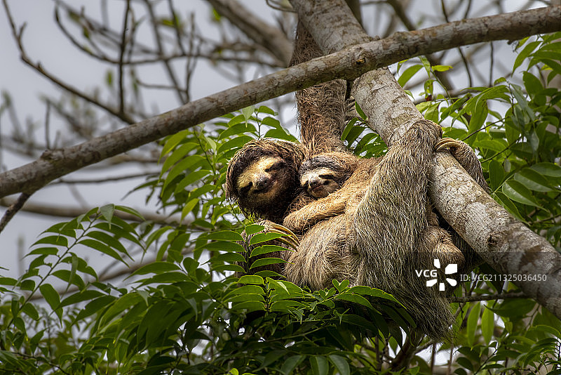 仰视角度拍摄的树上的棕色三趾树懒，巴拿马图片素材