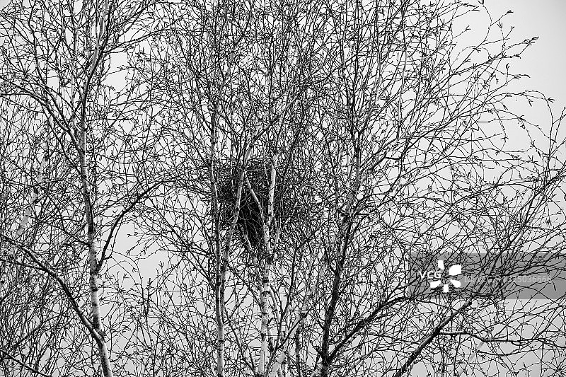 低角度的裸露的树对天空图片素材