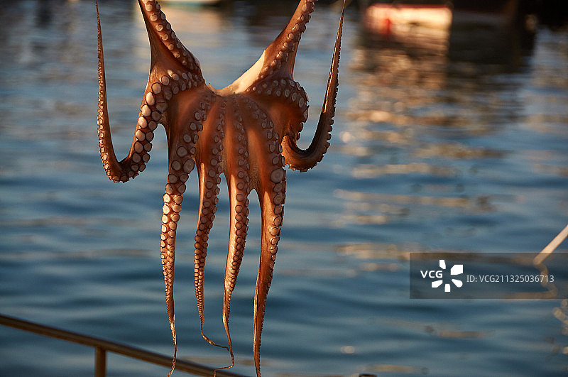 希腊克里特岛海中螃蟹特写图片素材