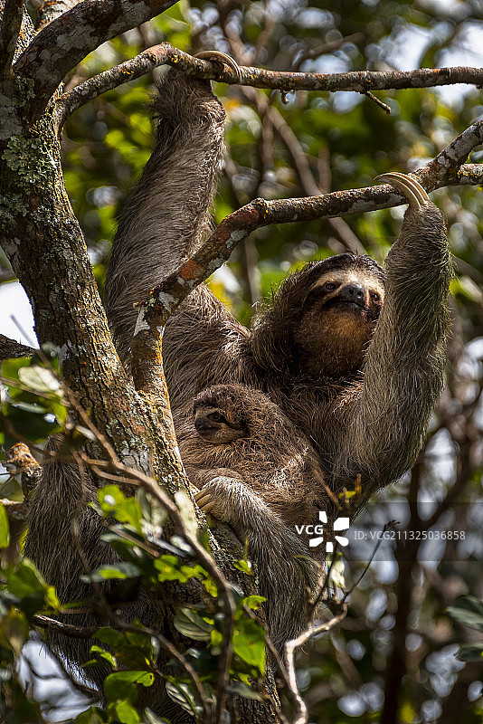 巴拿马树上的考拉仰视图片素材