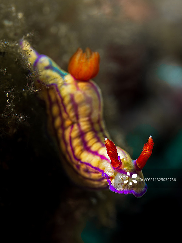 红鱼在海中游泳特写，巴厘岛，印度尼西亚图片素材