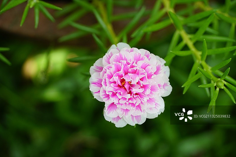 粉红色玫瑰花的特写图片素材