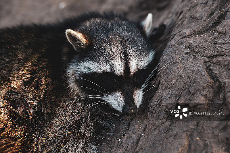 树干上猫的特写图片素材