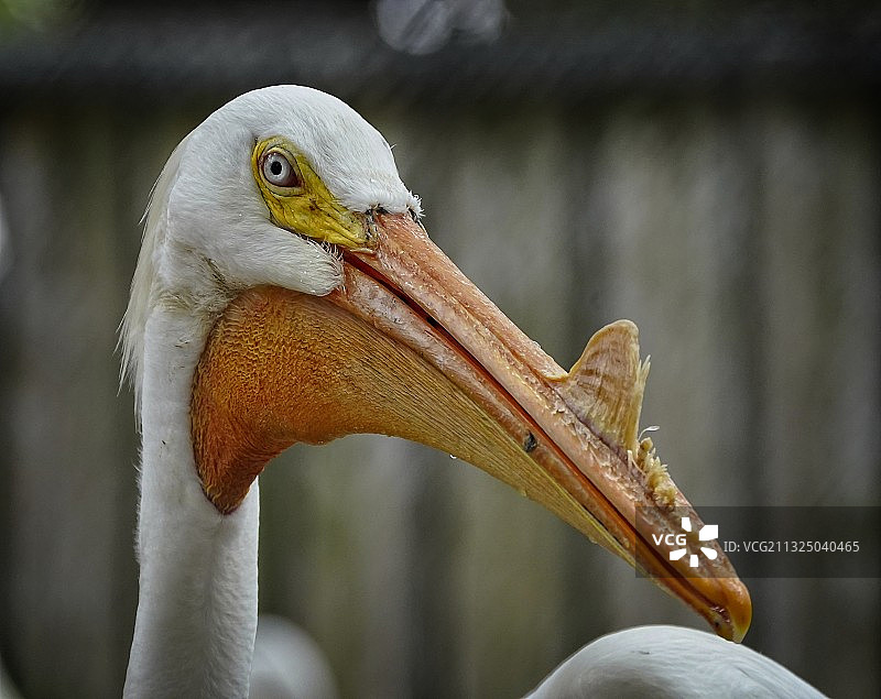 佛罗里达州雷丁顿海滩的鹈鹕特写图片素材