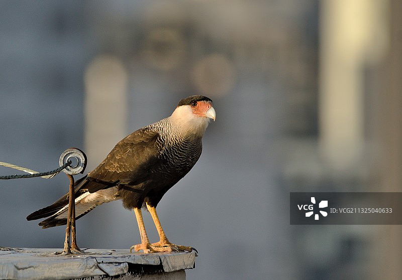 巴西栖息在木头上的卡拉鹰捕食特写图片素材