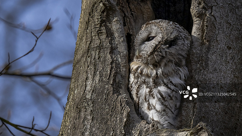 栖息在树上的条纹猫头鹰的低角度视图，丹麦图片素材