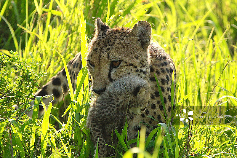 南非草地上猎豹的特写图片素材