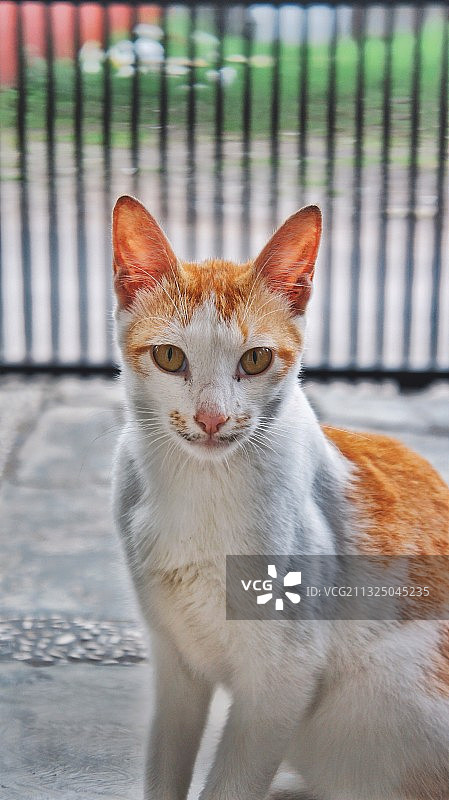 猫坐在户外的肖像图片素材