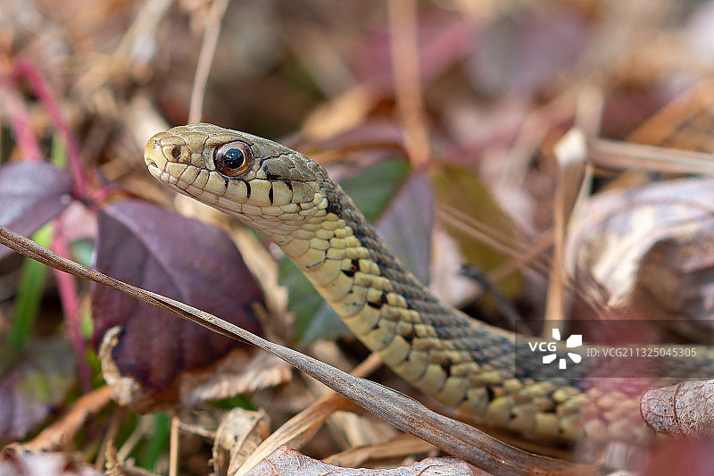 束带蛇在田野上的特写图片素材
