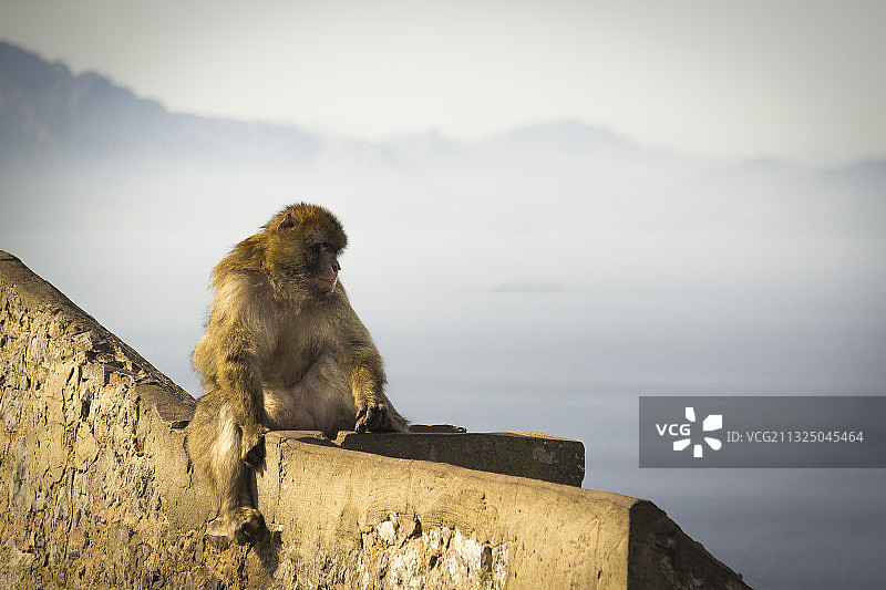 日本猕猴近距离特写，背景为直布罗陀天空图片素材