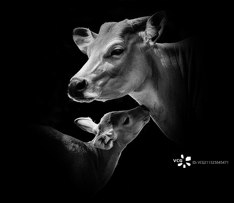 黑色背景下的动物特写图片素材