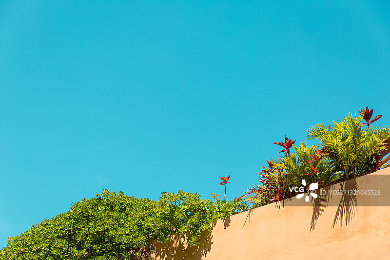 墨西哥卡门海滩：蓝天下树木仰视图片素材