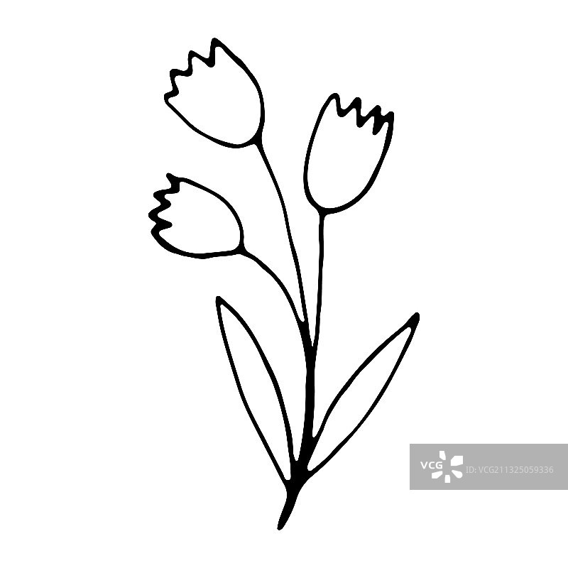 手绘郁金香花朵图片素材