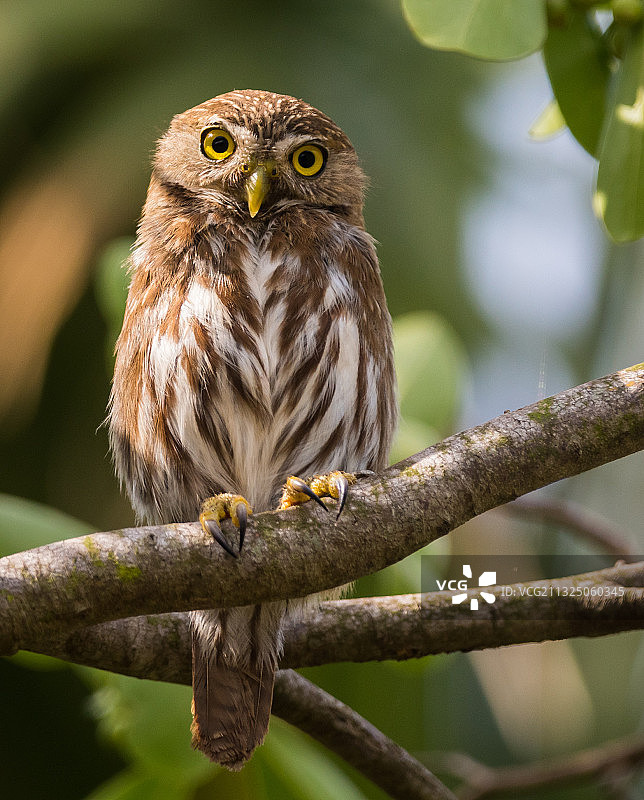 侏儒鸮栖息在树枝上的肖像，墨西哥韦拉克鲁斯图片素材