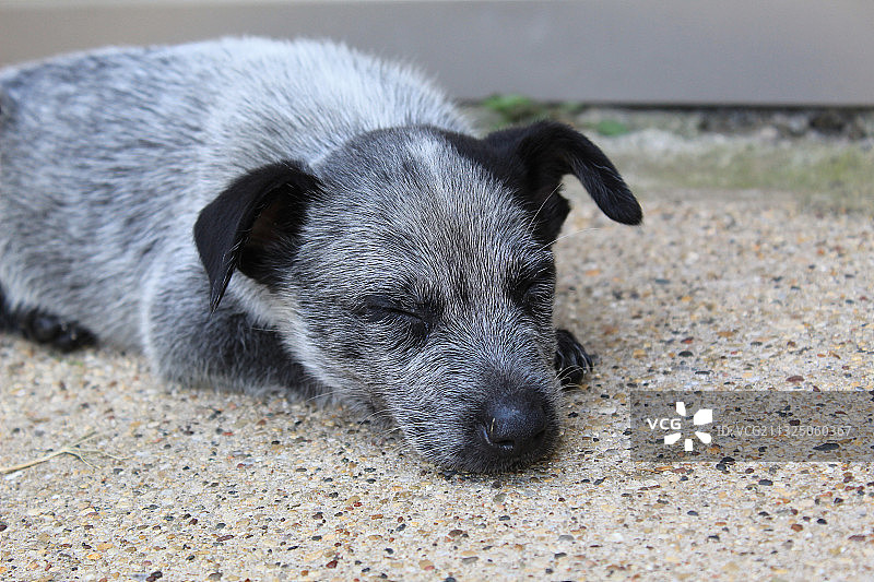 熟睡的小狗特写图片素材