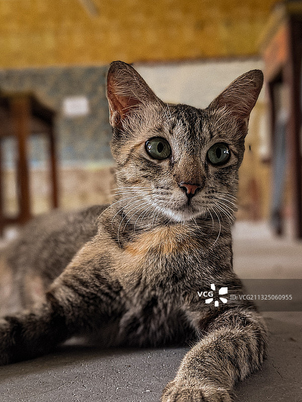 马来西亚虎斑猫特写图片素材