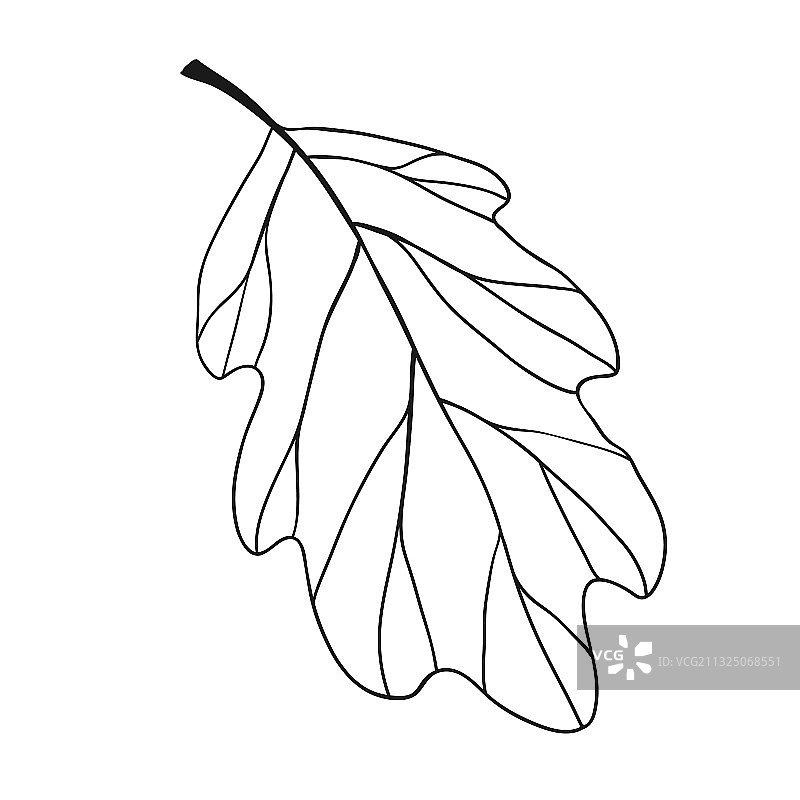 手绘橡树叶图片素材