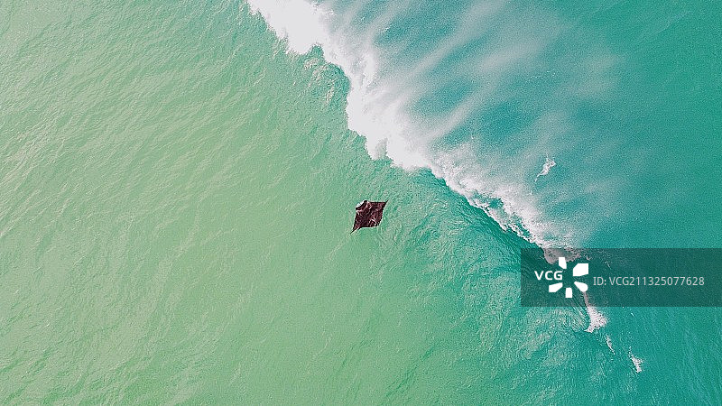 澳大利亚昆士兰州北斯特拉布罗克岛海中蝠鲼的航拍视角图片素材