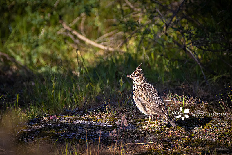 西班牙田野里栖息的鸣禽特写图片素材