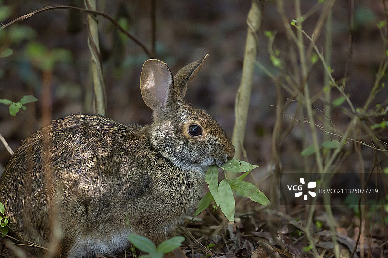 原尾兔在田野特写图片素材