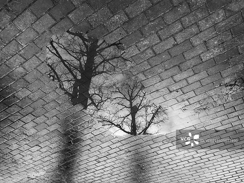 俄罗斯天空下的树木低角度景观图片素材