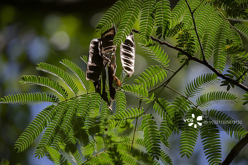 树上蕨类叶子的仰视视角图片素材