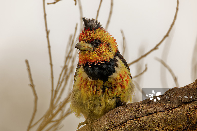 南非哈特比斯普特大坝的栖息在树枝上的啄木鸟特写图片素材