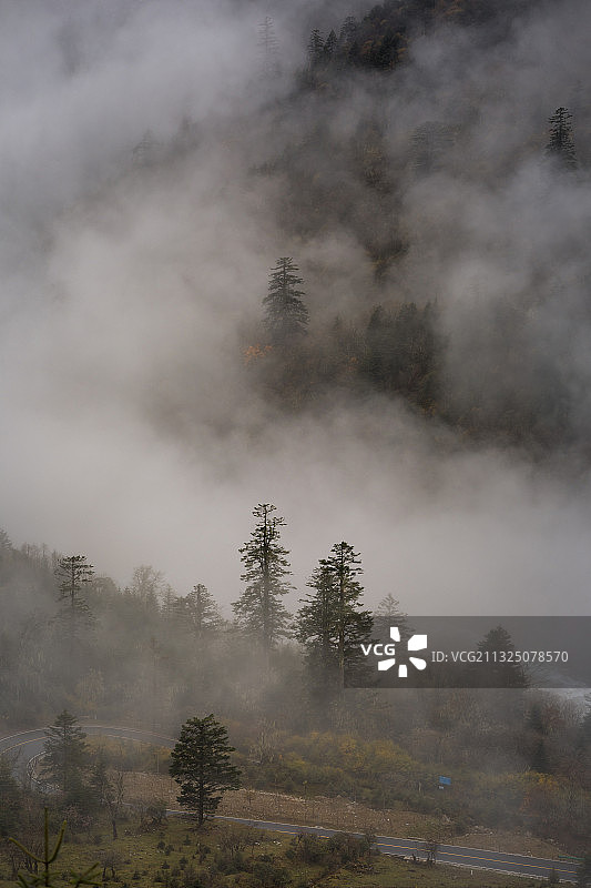 西部秋天雪山脚下红石滩黄树林小溪云雾缭绕图片素材
