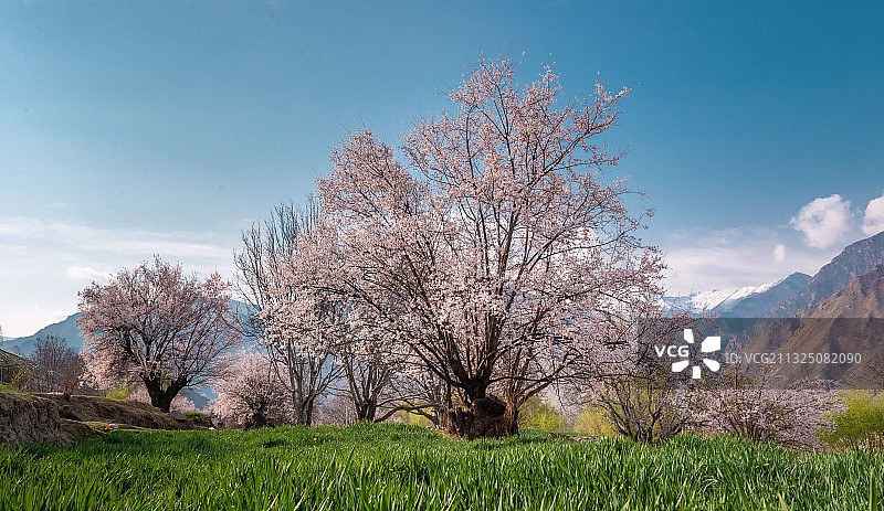朗县桃花图片素材