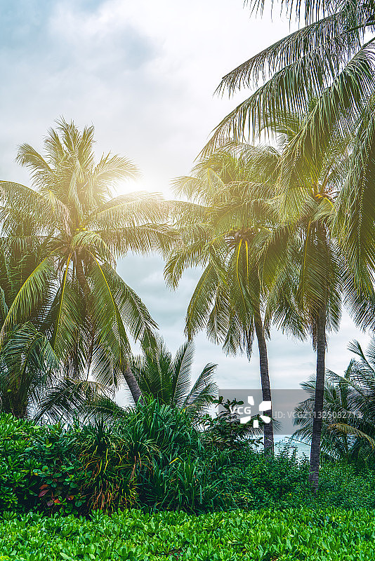 热带植物棕榈树林风光图片素材