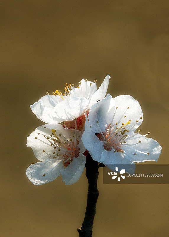 杏花开图片素材