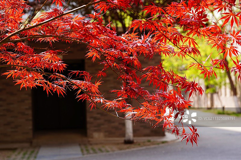 红彤彤枫树图片素材