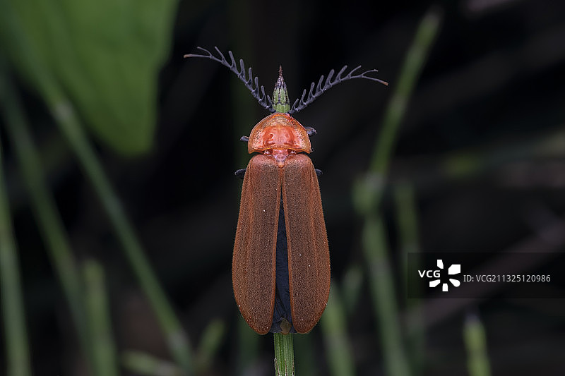 山窗萤背部图片素材