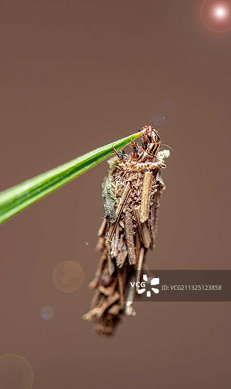 蓑蛾幼虫图片素材
