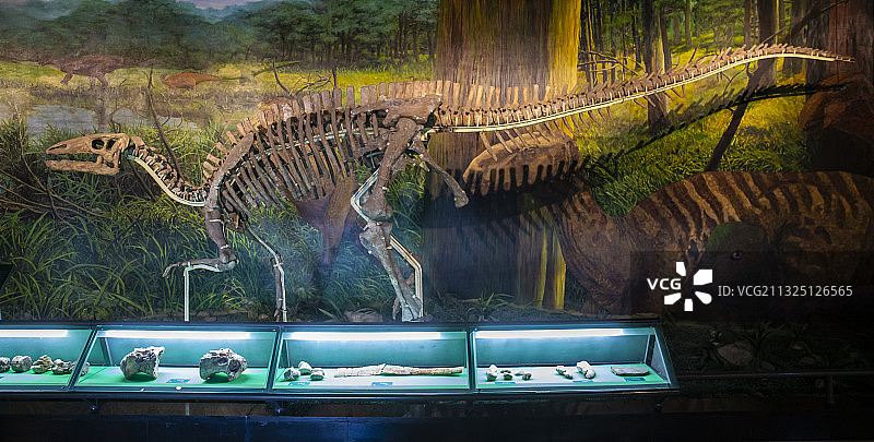 中国甘肃省博物馆中陈列展示出来的远古时期恐龙化石骨架图片素材