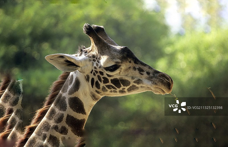 回眸一笑图片素材