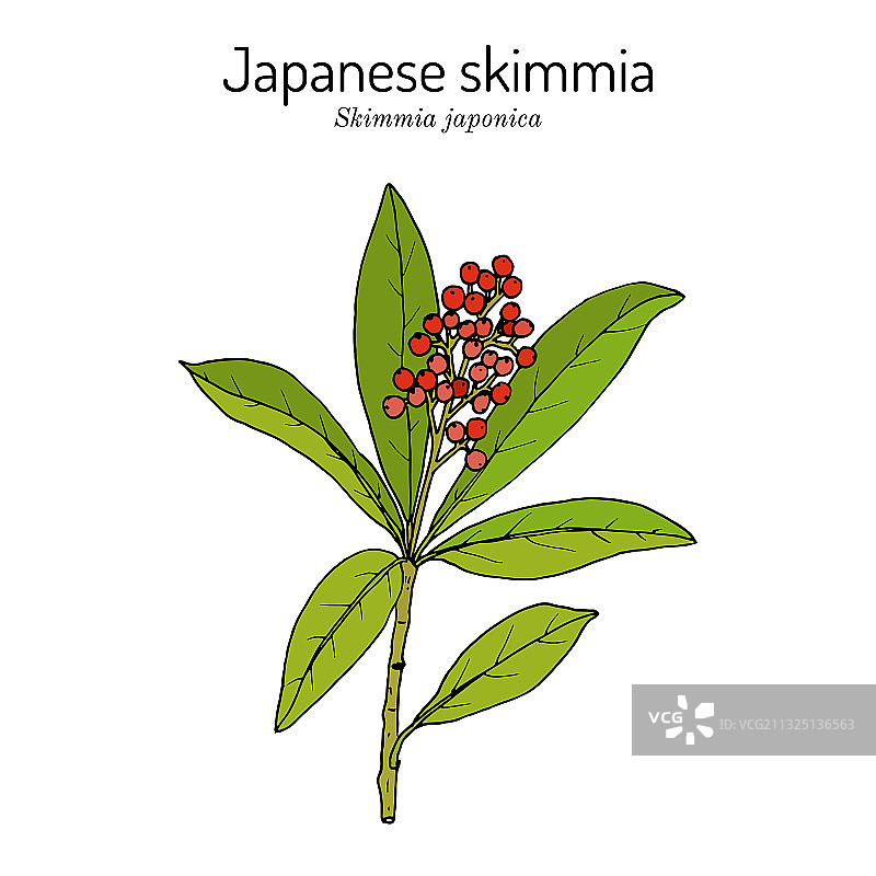 日本红珠木常绿灌木图片素材