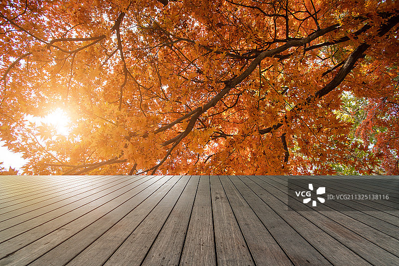 木栈道地面和红枫叶林图片素材