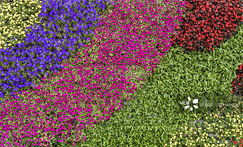鲜花植物墙背景素材图片素材