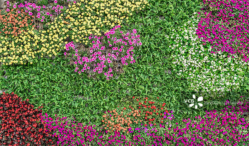 鲜花植物墙背景素材图片素材