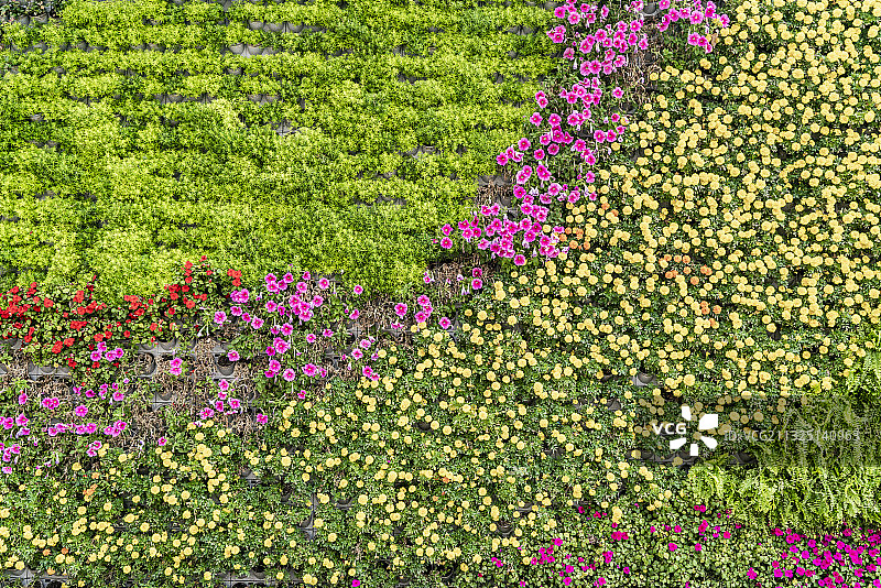 鲜花植物墙背景素材图片素材